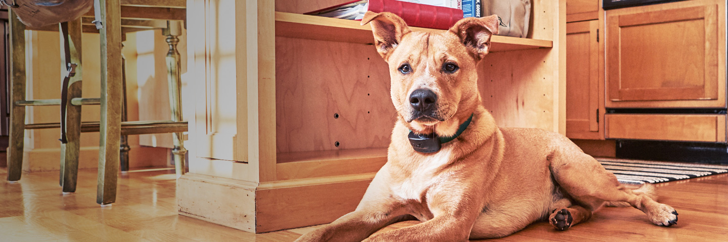 DogWatch of the Western Slope & Southern Utah, Paonia, Colorado and Utah | Indoor Pet Fences Slider Image
