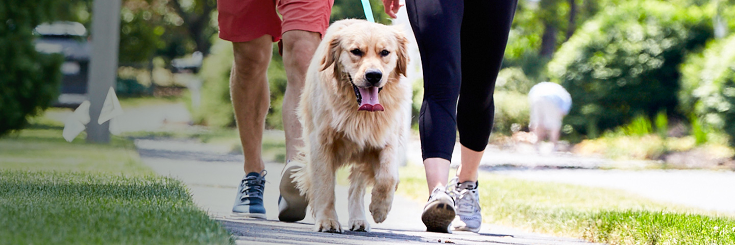 DogWatch of the Western Slope & Southern Utah, Paonia, Colorado and Utah | SideWalker Leash Trainer Slider Image