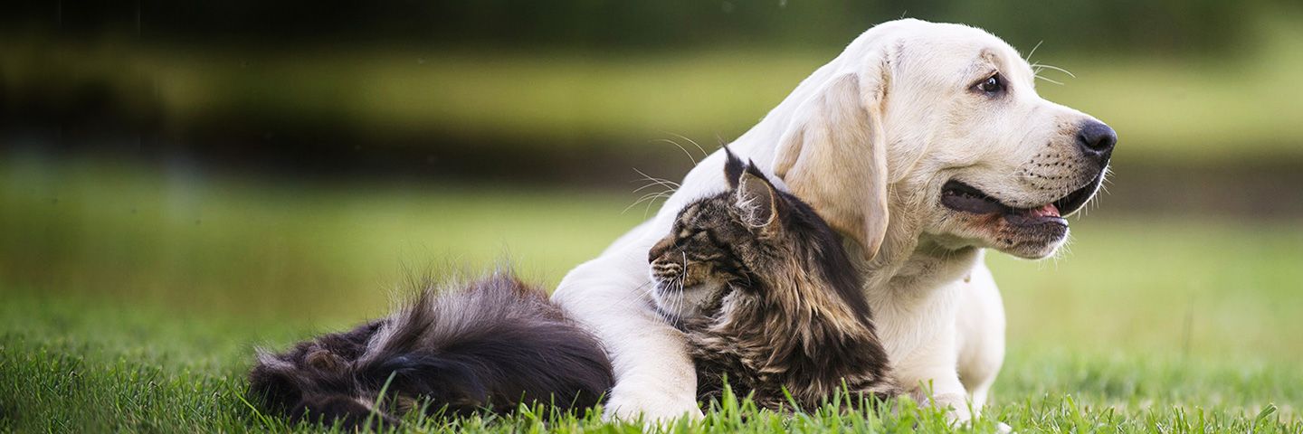 DogWatch of the Western Slope & Southern Utah, Paonia, Colorado and Utah | Cat Fences Slider Image