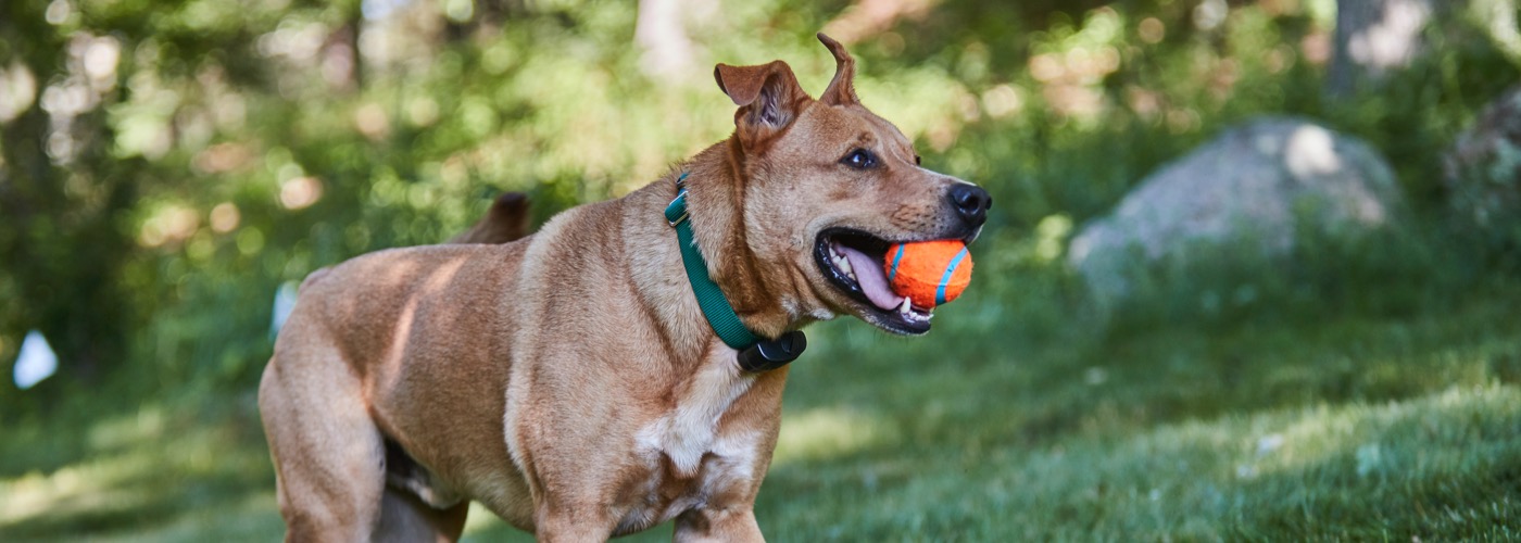 DogWatch of the Western Slope & Southern Utah, Paonia, Colorado and Utah | ProFenceX Slider Image